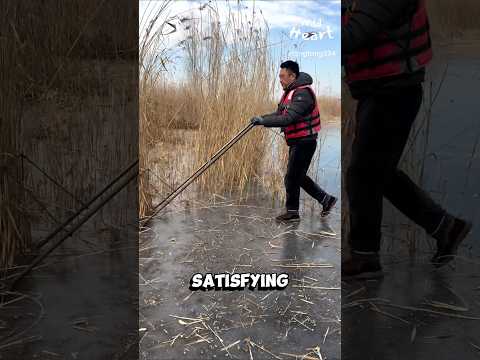 Reed Harvesting on Frozen Lake