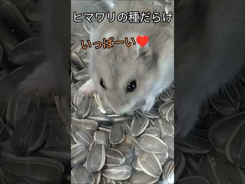 大量のヒマワリの種とハムスター（ピク）#ハムスター #ヒマワリの種#憧れ#可愛い#癒し#hamsters #手乗りハムスター #ジャンガリアンハムスター