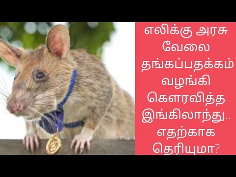 GOLD MEDAL RAT MAGAWA | AROUND THE WORLD