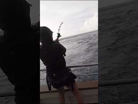 Jordy and Shaun Bardin Quad Marlin Hook Up! #marlin #fishing #ultimatefishing