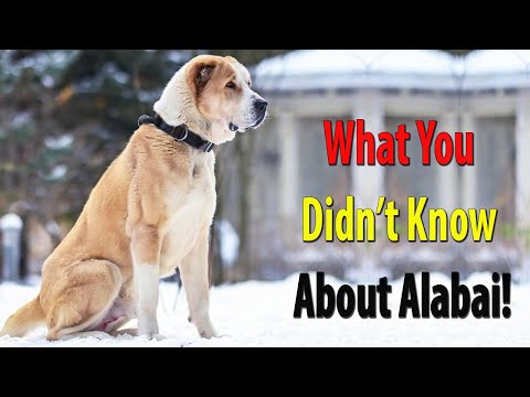 9 FACTS ABOUT ALABAI THAT YOU DON'T KNOW || You Won't Believe This! || Dogmal