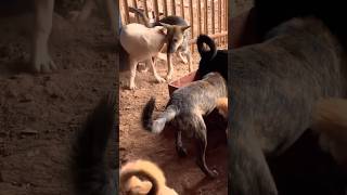 Dog#dog #dogfunny #dogvideo #animals