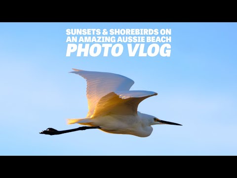 Summer Vibes and Shorebirds on an Incredible Aussie Beach  - Fujifilm X-T4 - Photo Vlog #32