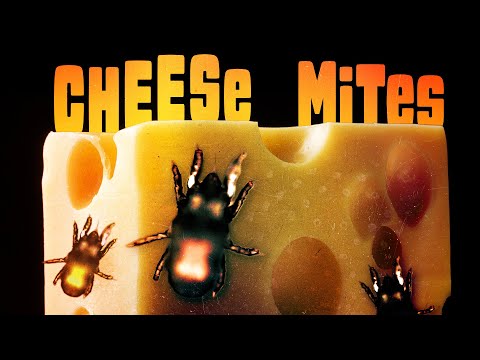 These Mites Give Cheese Its Flavor