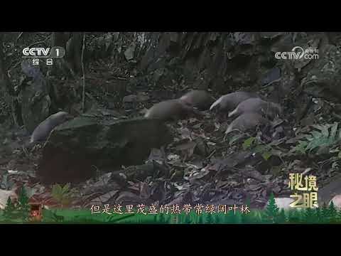 《秘境之眼》 猪獾 20250108 |  CCTV