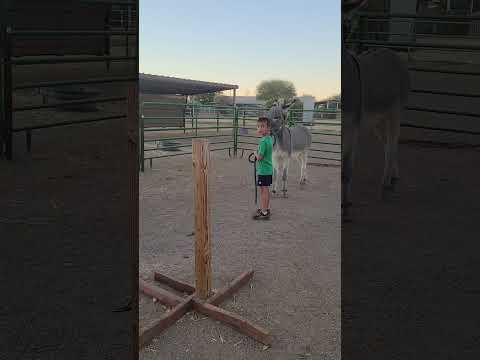 Sancho going through the course with 7 year old, take 2 #donkeytraining #donkey