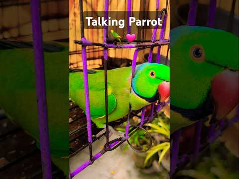 #talkingparrot #parrot #parrotlover #animals #birds #birdsound