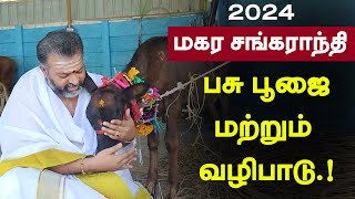 மகர சங்கராந்தி பசு பூஜை மற்றும் வழிபாடு | makar sankranti puja in tamil