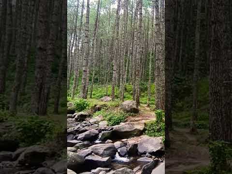 The sound of flowing water #forestrelaxation #relaxingforestsounds #nature #relaxing #soothingsound