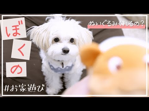 ぬいぐるみ犬がぬいぐるみと遊ぶ姿って可愛くないですか？🐶【＃039】Small dog playing with a new toy