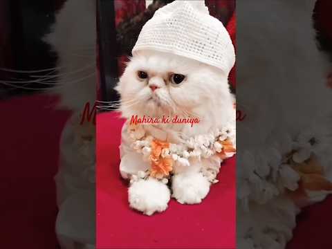 😂Funny Cat shadi 😂#trendingshorts  #trending  #cat #ytshort #viral #catlover #animals #funny #shorts