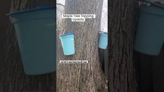 Maple Tree Tapping Update 🍁 #maplesyrup #mapletree