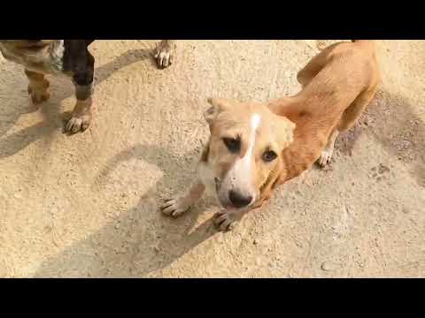 Village Street dogs 🐕 || cute 🥰 baby dogs 🐶|| dog lover 😍💘