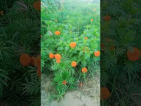 #flowers #rose #nature #love #beautiful #whatsapp_status #flowersong #status  #trendingshortvideo