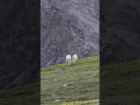 Mountain Goats Kidding Around (and around)