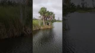 Lakes Park, Fort Myers Florida #shorts #serenity