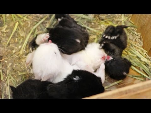 Baby Bunnies go CRAZY for Milk!