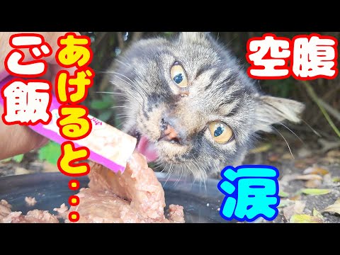 空腹な猫にご飯をあげると・・・ モフモフ長毛猫