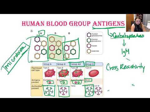 Blood Groups