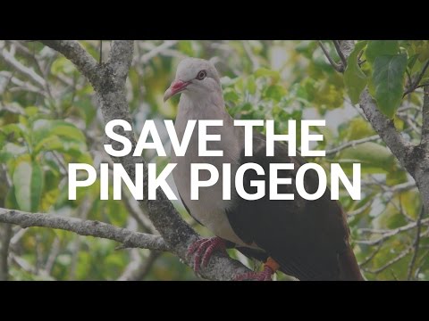 Save The Pink Pigeon