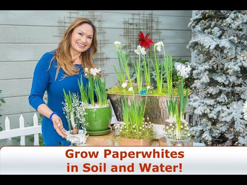 Paperwhites/ Complete Growing Guide/ Grow Paperwhites in Soil and Water! 😀Shirley Bovshow