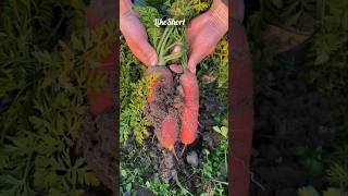 Carrot II natural view II vegitable #carrot