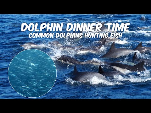 Dolphin Dinner Time! 🐬 | Dolphins Hunt Fish | Views Above & Below the Surface