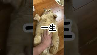 【猫】多分一生もふっていられる猫【かぎしっぽすず&つむぎ】＃shorts