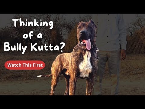 Is the Bully Kutta Suitable for You?