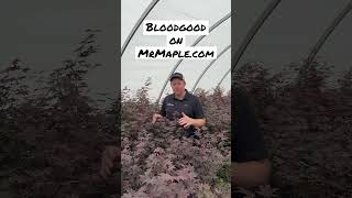 ‘Bloodgood’ Red Japanese Maple on MrMaple.com #mrmaple #japanesemaple #resjapanesemaple #red #garden