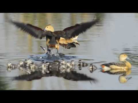 Lesser Whistling Duck