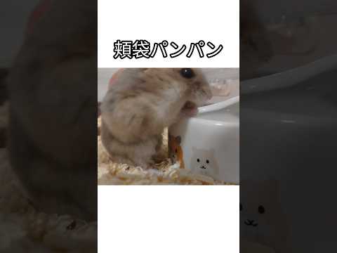 頬袋パンパンのハムスター（ピク）#ハムスター #ご飯#可愛い#癒し#頬袋 #パンパン #hamsters