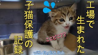 【キジ虎柚】工場で生まれた子猫を保護した話