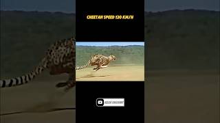 fastest animal in the world #trending #animals #peregrinefalcon #cheetah #blackmarlin #speed #shorts