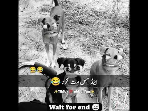 Wait for end funny #funny #funnydogs #funnyvideo