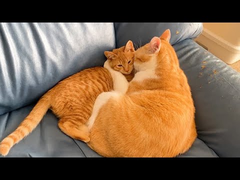 もうすぐ巣立つ子猫を抱きしめる先住猫