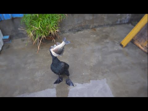 great cormorant eats the whole fish instantly