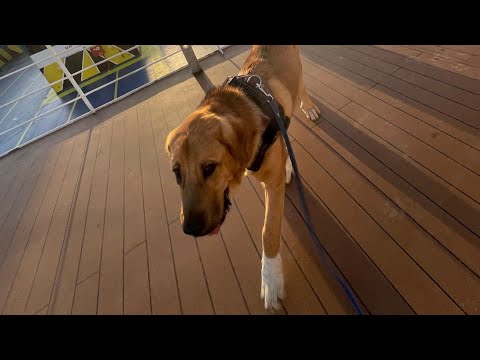 🇪🇸Exploring Valencia with My Spanish Mastiff: Expat Life in Spain | Guapo vs Caballos Policiales