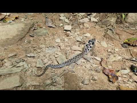 Eastern Hognose Snake