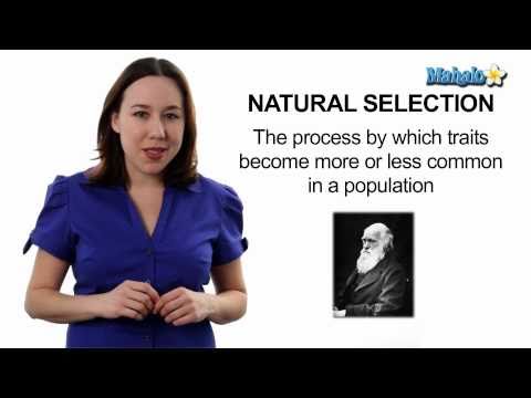 Learn Biology: Natural Selection