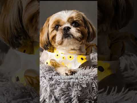 Shih Tzu: A Playful and Gentle Companion #shorts