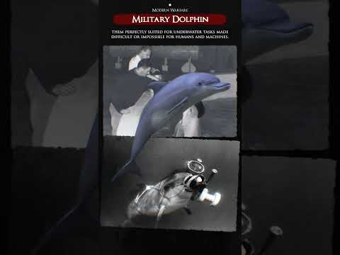 Military Dolphins #shorts #documentary #military #modernwarfare #fypシ゚ #fyp #history #war #tactical