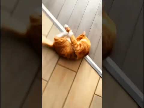 Orange cat behavior #cat #pets #funnypets #funnycats #shorts