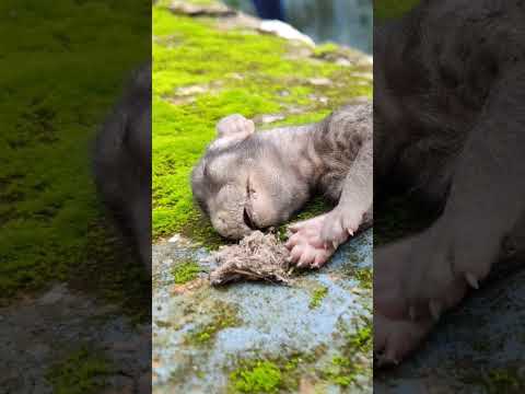 which animal? fallen down from roof