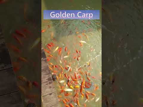 সাফারি পার্কে রঙিন মাছের খেলা | Gold Fish | #fishingshorts #goldfish #amazingfishing #shorts