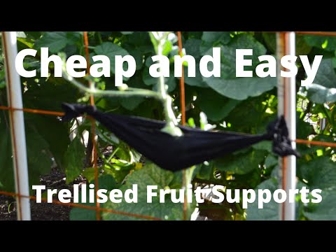 Cheap and Easy Trellised Fruit Supports