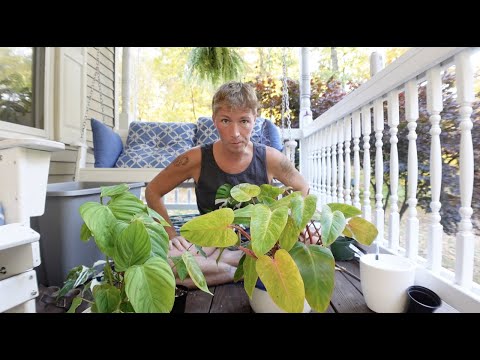 Repot Plants from Telly's Greenhouse | URBAN FARMBOYS