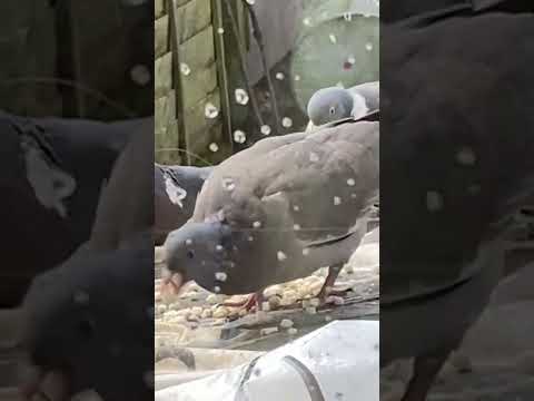 Birds 🦅 eating food 🍱 in the Rain ☔️ 🌧️