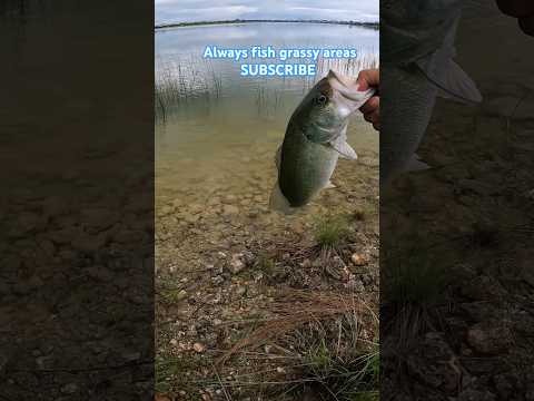 always fish structures! #subscribe #viral #largemouthbass #fishing #fyp