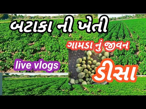 Farming in Gujarat Farmers lifestyle Village lifestyle || ગુજરાત જીવન શૈલી || ખેતીવાડી 🌿🌿